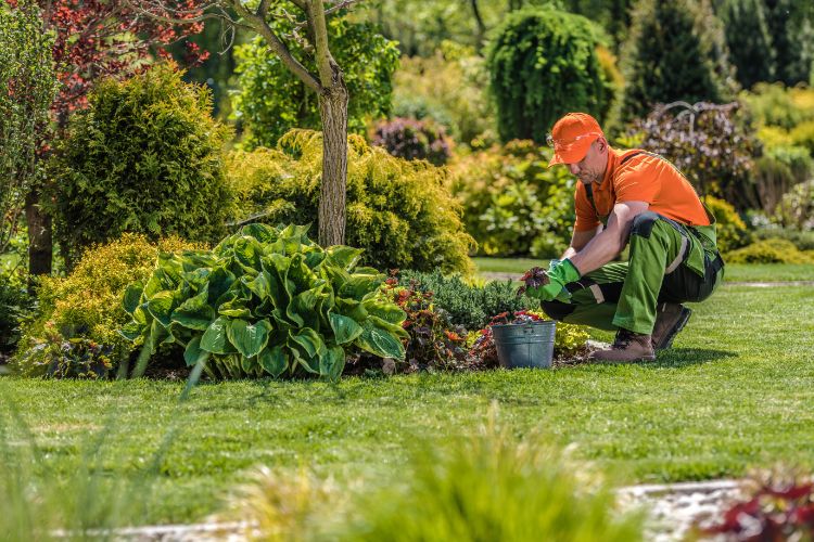Entretien jardin Laval-en-Laonnois